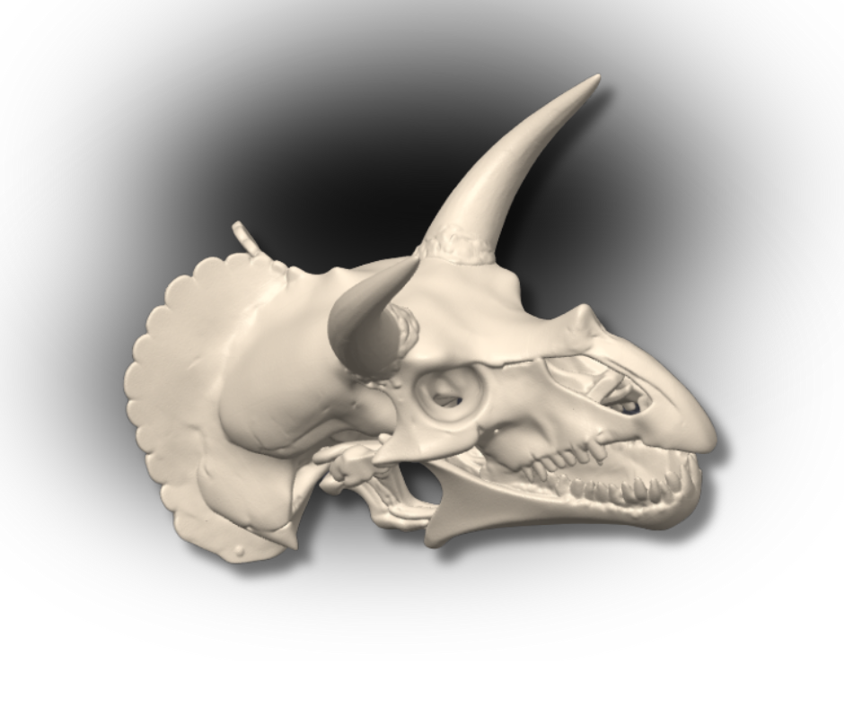 3D Printed Triceratops Skull – Prehistoric Fossil Replica Display Model