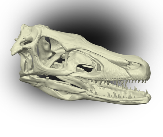 Velociraptor Skull Replica – 3D Printed Prehistoric Fossil Model | Realistic Dinosaur Display by 3P3D Printing Co