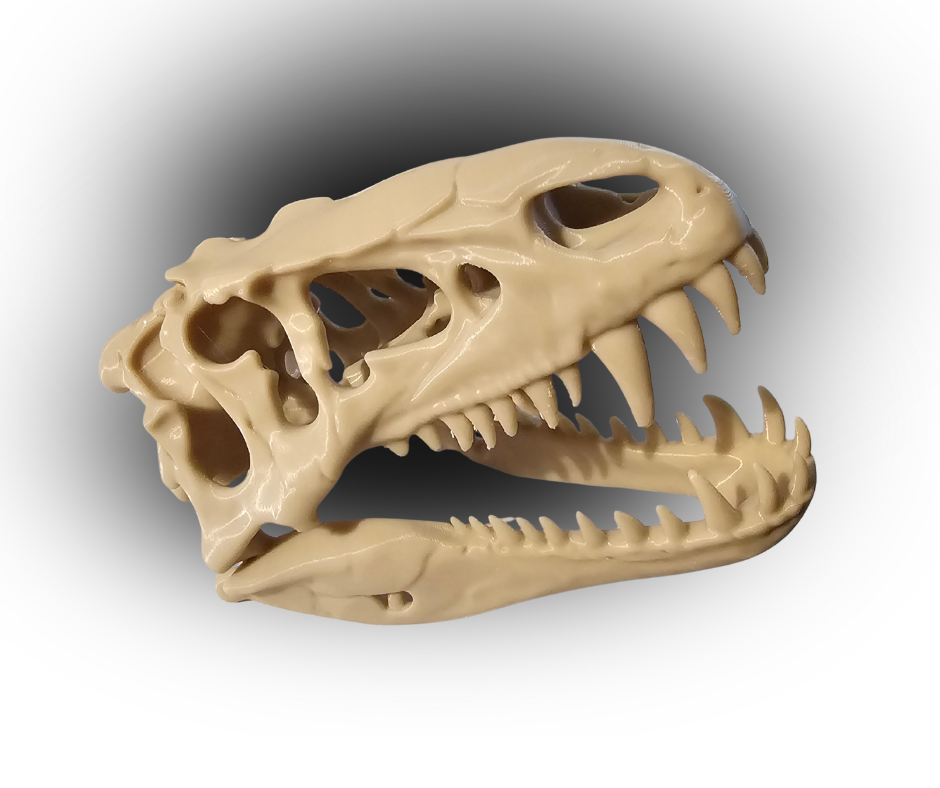 3D Printed T-Rex Style Dinosaur Skull – Realistic Fossil Replica Model