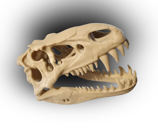 3D Printed T-Rex Style Dinosaur Skull – Realistic Fossil Replica Model