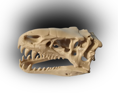 3D Printed T-Rex Style Dinosaur Skull – Realistic Fossil Replica Model